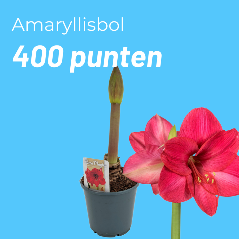 Amaryllis bol