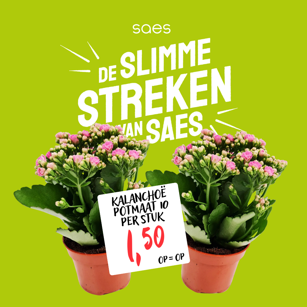 KALANCHOE