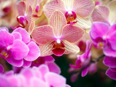 42_KvdM Phalaenopsis 01