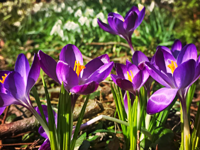 47_PvdM Voorjaarsbolletjes 01