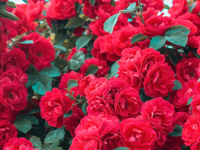 52_PvdM Tuinrozen 01