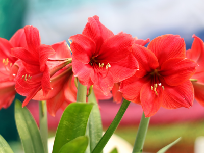 60_PvdM Amaryllis 01