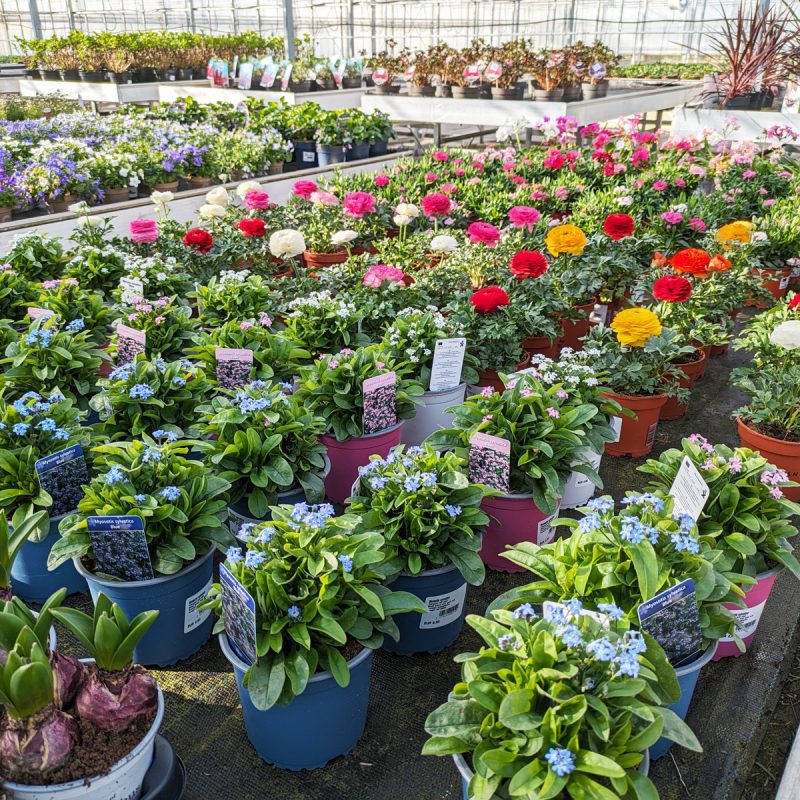 assortiment buitenplanten1