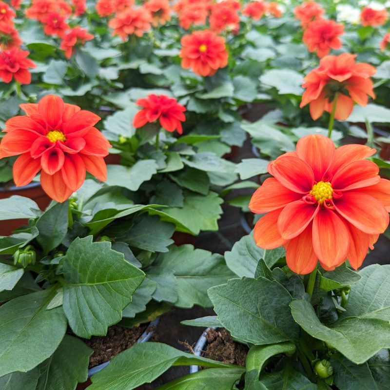 assortiment buitenplanten3