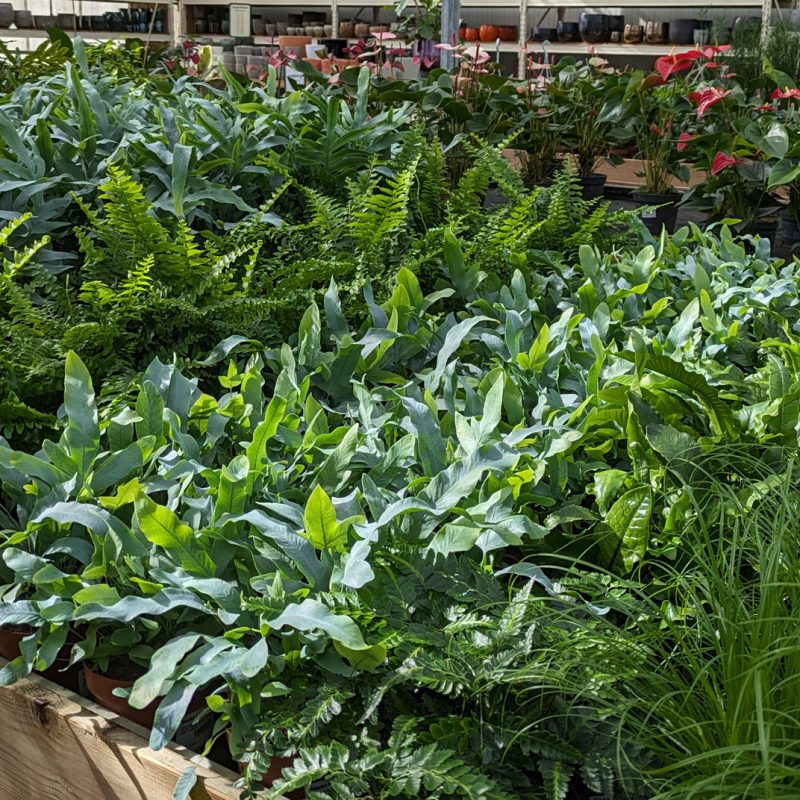 assortiment kamerplanten2